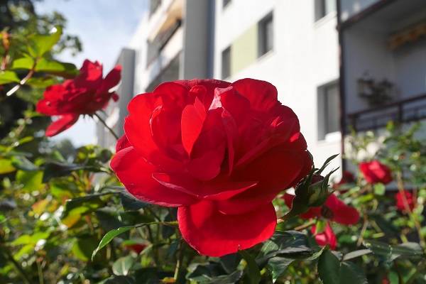 Kleinfamilie gesucht! - Schöne und bezugsfertige Wohnung mit gemütlichem Balkon in zentrumsnaher Lage